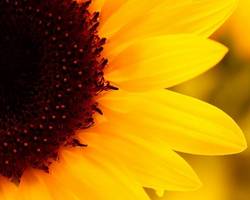 https://www.stadt-hohenmoelsen.de/var/cache/thumb_85953_1013_1_250_200_r4_jpeg_sunflowers.jpeg