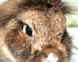 https://www.stadt-hohenmoelsen.de/var/cache/thumb_97194_1013_1_250_200_r4_png_kaninchen.png